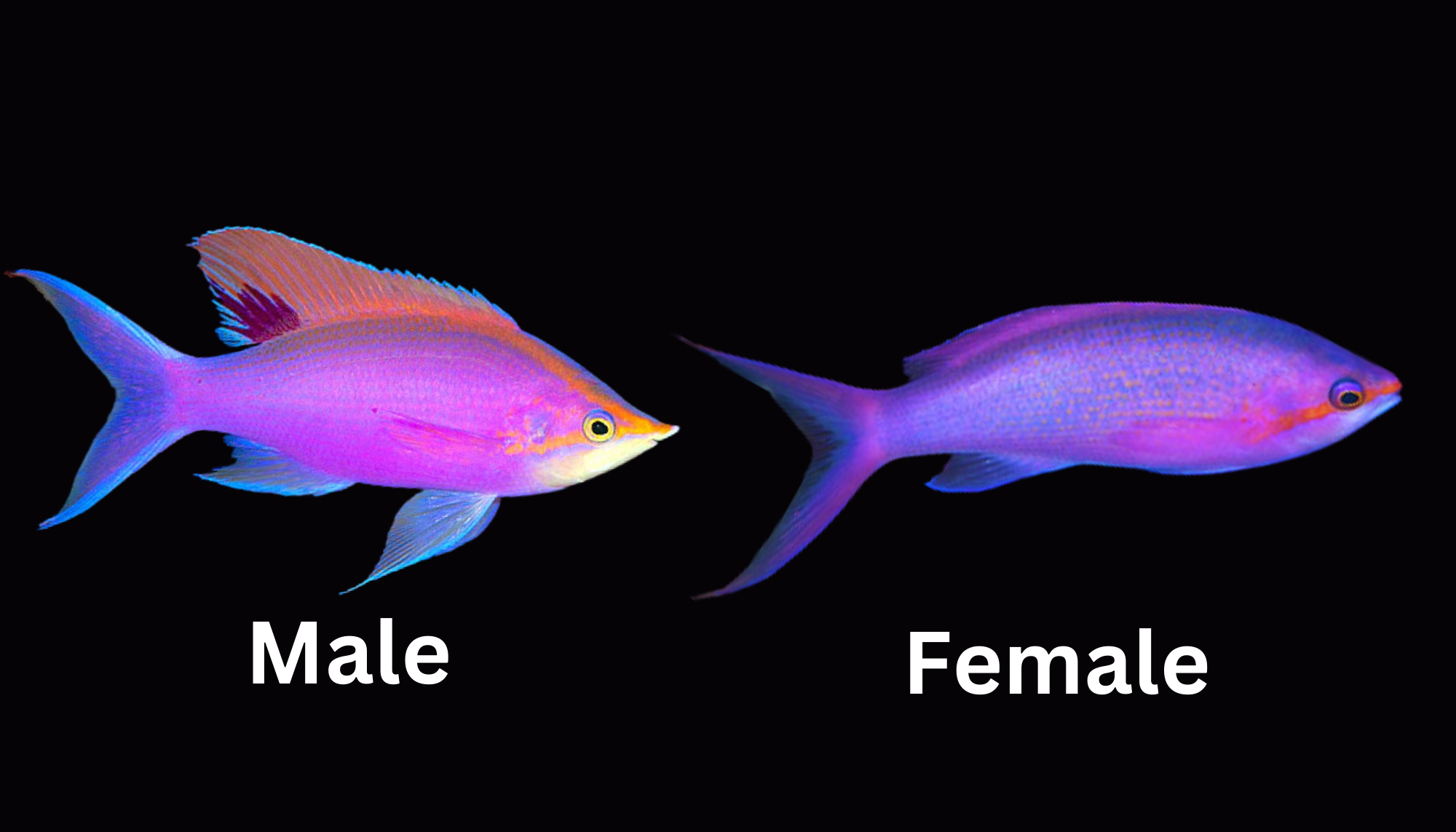 Image of Queen Anthias